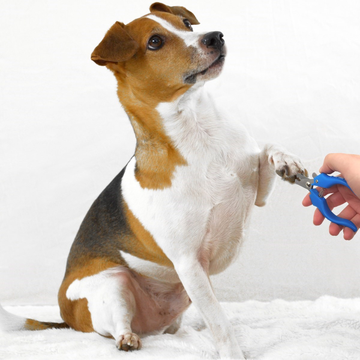 Evcil Hayvan Kedi ve Köpek Paslanmaz Çelik Yaylı Tırnak Makası ve Düzeltme (4812)