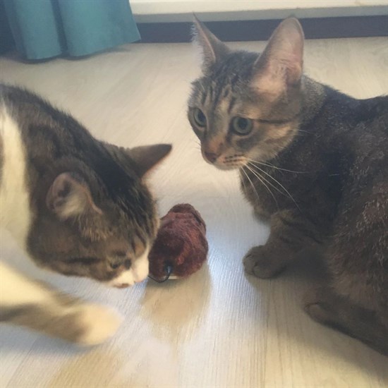 Kurmalı Kedi Eğitim Oyuncağı Tüylü Peluş Fare Yakalama İnteraktif Sevimli Eğlenceli Oyuncak (4812) Kurmalı Kedi Eğitim Oyuncağı Tüylü Peluş Fare Yakalama İnteraktif Sevimli Eğlenceli Oyuncak (4812)