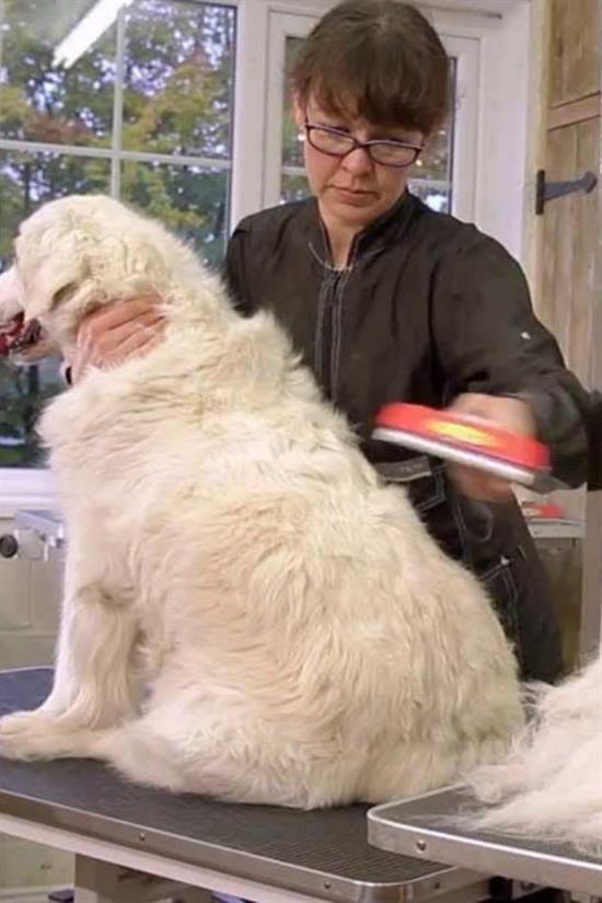 23 KG Üzeri Uzun Tüylü Köpekler İçin Tüy Toplayıcı Ergonomik Tarak (4812) 23 KG Üzeri Uzun Tüylü Köpekler İçin Tüy Toplayıcı Ergonomik Tarak (4812)
