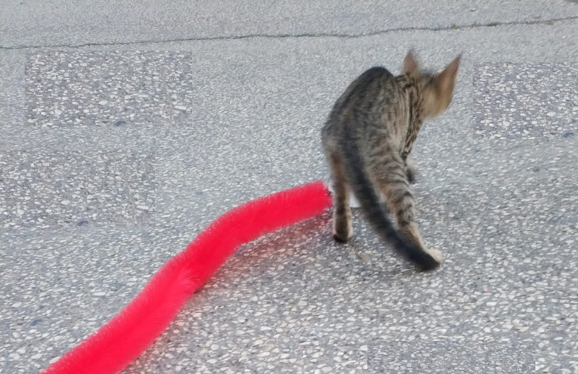 Kedi Tırmalama Fırçası - Kedi Oyuncağı (4812) Kedi Tırmalama Fırçası - Kedi Oyuncağı (4812)