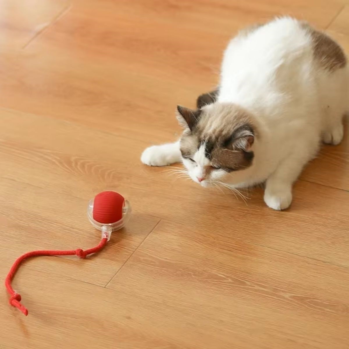Şarjlı Otomatik Hareketli Kedi Köpek İçin 360 Derece Dönen İnteraktif Akıllı Oyun Topu (4812) Şarjlı Otomatik Hareketli Kedi Köpek İçin 360 Derece Dönen İnteraktif Akıllı Oyun Topu (4812)