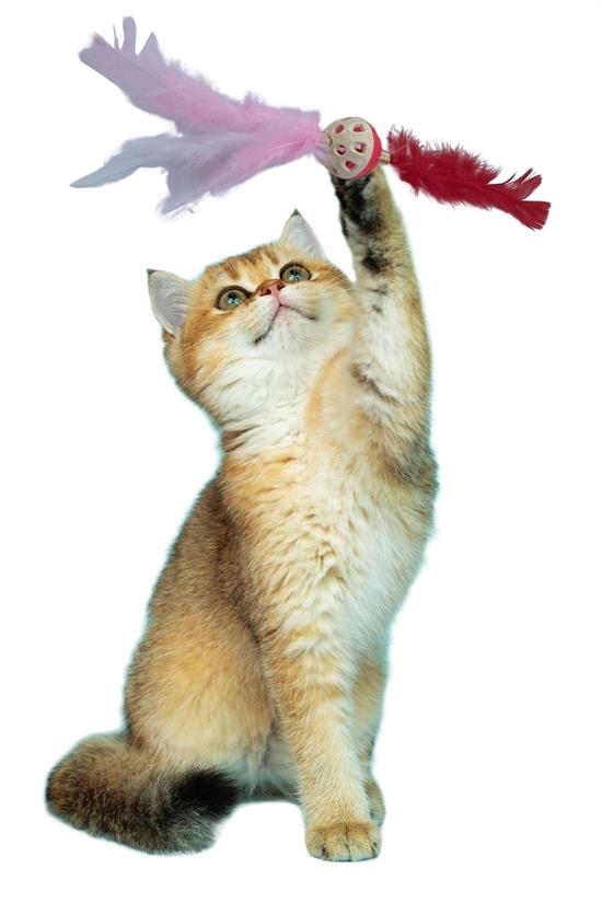 Tüylü Püsküllü Kedi Oyuncağı Dikkat Çekici Renkli Sevimli Evcil Hayvan Oyuncağı (4812)