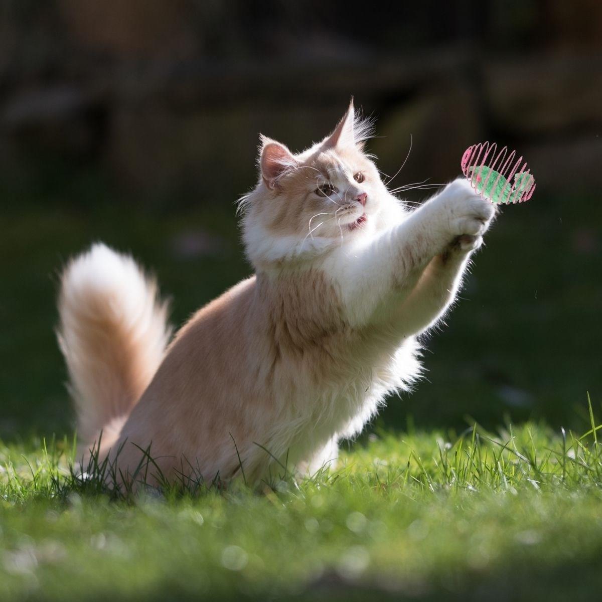 Yaylı Metal Fareli Kafes Kedi Oyun Topu Sıçrayan Spiral Kedi Topu (4812)